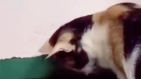 Cute and funny cat video.