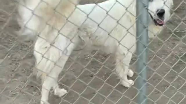 Characteristics: one of the representative pets of the