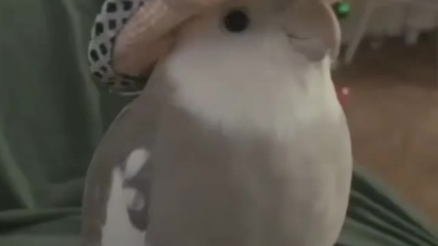 Cute bird style hat