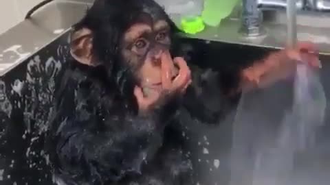 Funny animal videos|Cute animal videos |Funny dog&cat videos|Hilarious pet videos|Funny video