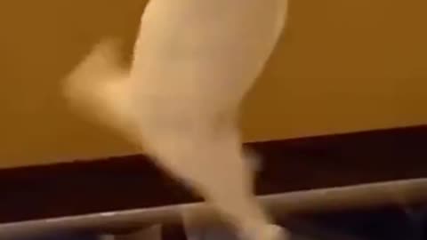 Cute Funny cat