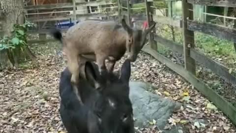 Goat and donkey teamwork