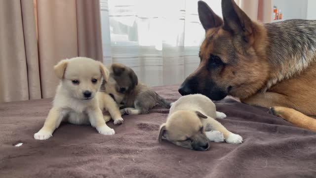 German Shepherd Confused By 5 New Puppies!