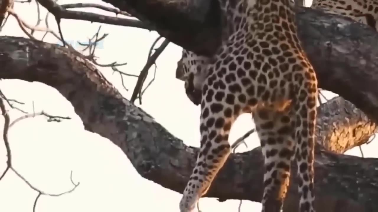 Eagles Use Intelligence And Ingenuity To Steal Leopard Cubs In Front Of Stupid Mother Leopard