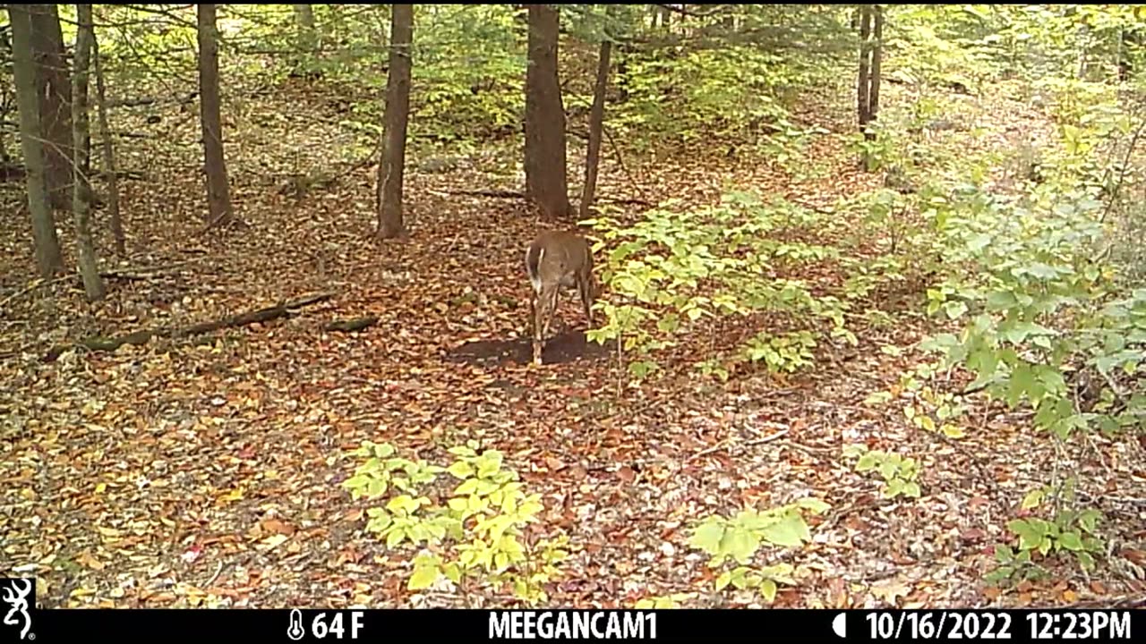 Backyard Cam Oct-Dec 2022
