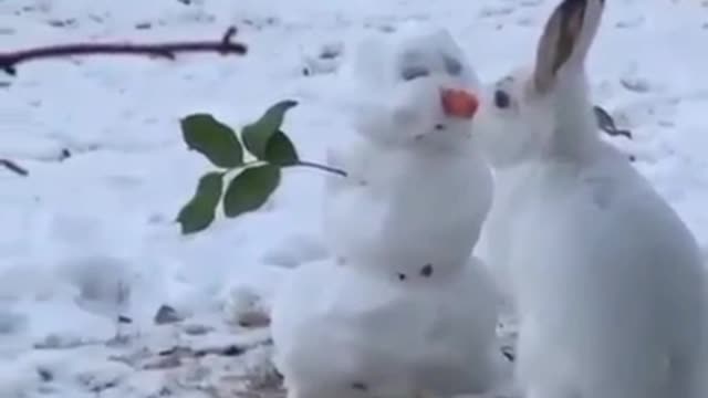 Rabbit ate a carrot from a snowman