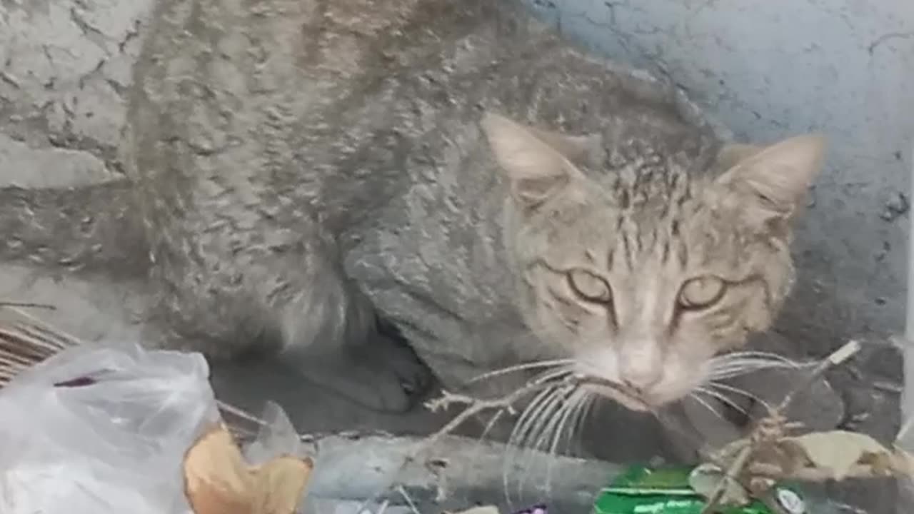 Cat eating in🇵🇰🇵🇰🇵🇰🇵🇰