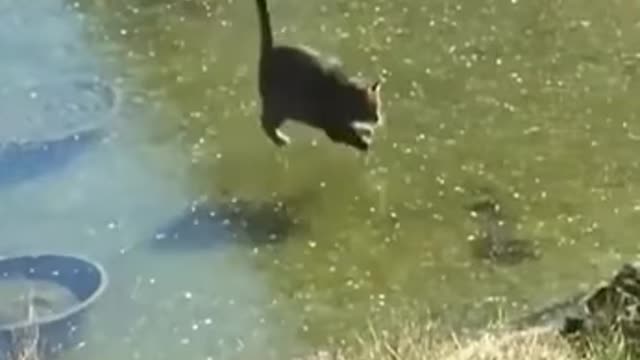 Chonky cat vs fish