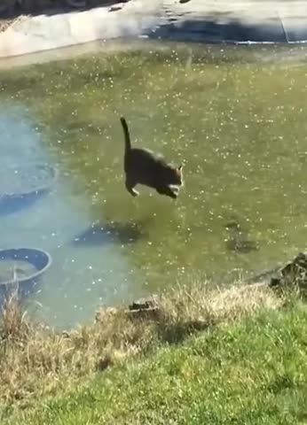 Chonky cat vs fish