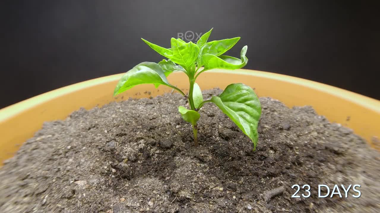 PURPLE BELL PEPPER Time-lapse