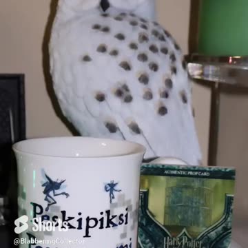 Cornish Pixies? Freshly Caught Cornish Pixies! #wizardingworld #harrypotter #pixies #lockhart