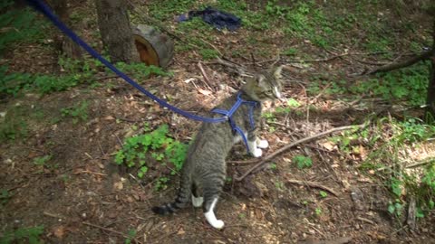 Curious Kitten Is Fascinated by Nature