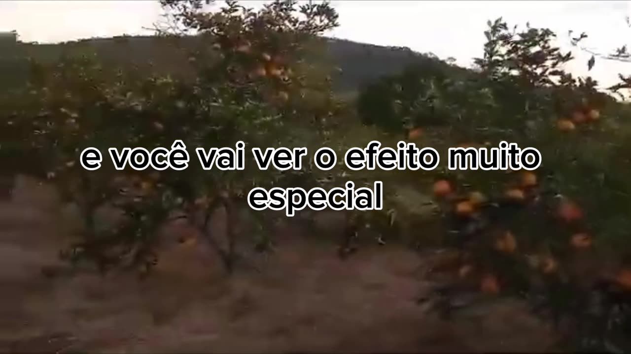 O CHÁ DA CASACA DA LARANJA 🧡