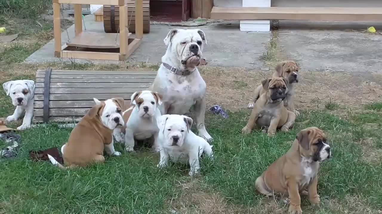 Continental Bulldog Welpen spielen mit der Mama