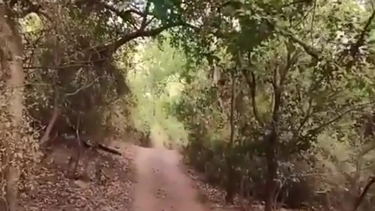 Peacock-flying-beautifully