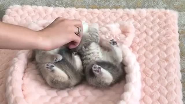 New way for kittens to sleep amazing Seance