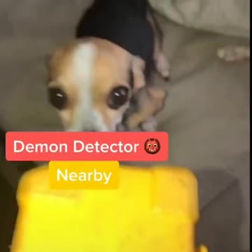 Demon Found In Dog With A Demon Detector, Very Funny - Tiktok Dogs (Funny Animals #390)