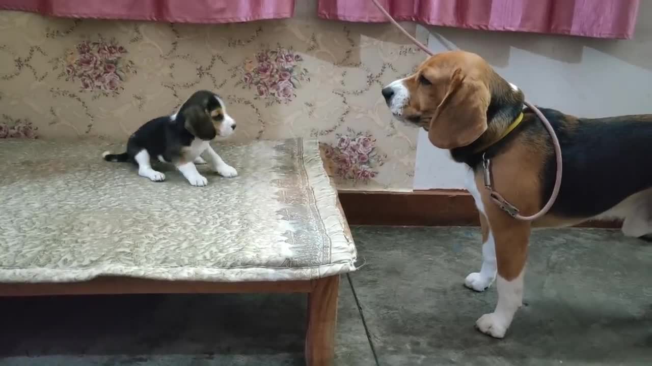 Deep conversation between father & daughter T Leo & Lily |Leo The Beagle