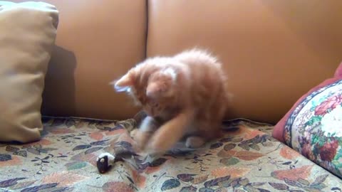 Cute Little kitten play with his toy mouse