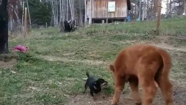 .Big dog and little dog on the lawn.