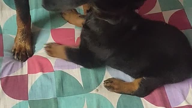 baby rottweiler