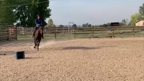 Horse Video