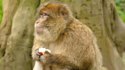 A monkey eating apple 🍎 cute