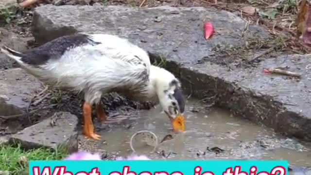 The strange behavior of ducks