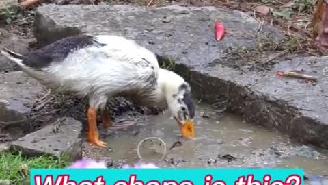 The strange behavior of ducks