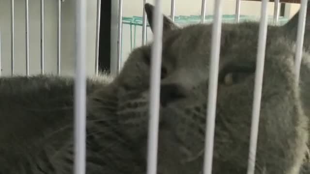 lazy cat