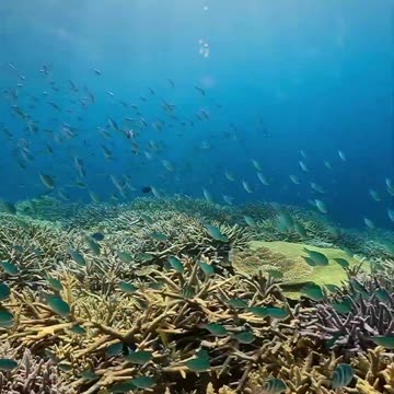 The rainforests of the seas