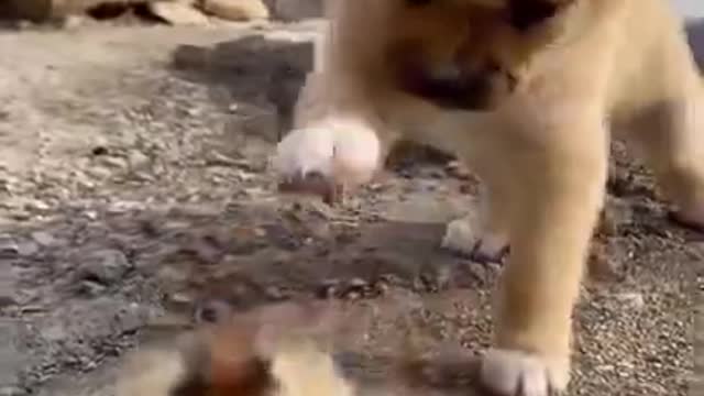 Funniest videos of cute dogs