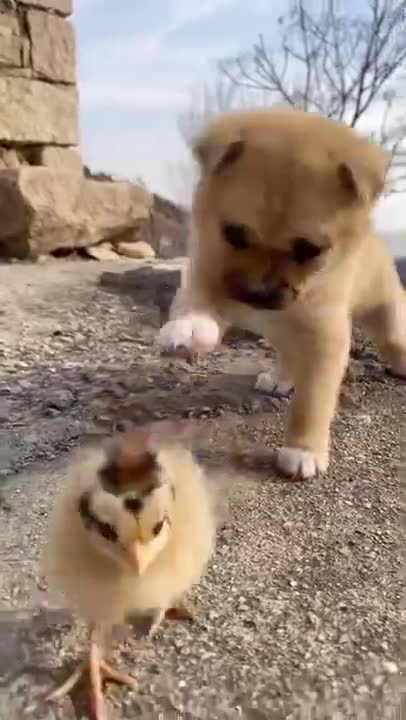 Funniest videos of cute dogs