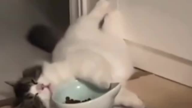 The cat said: I'm so sleepy
