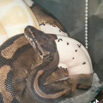 Large Pythons are friendly
