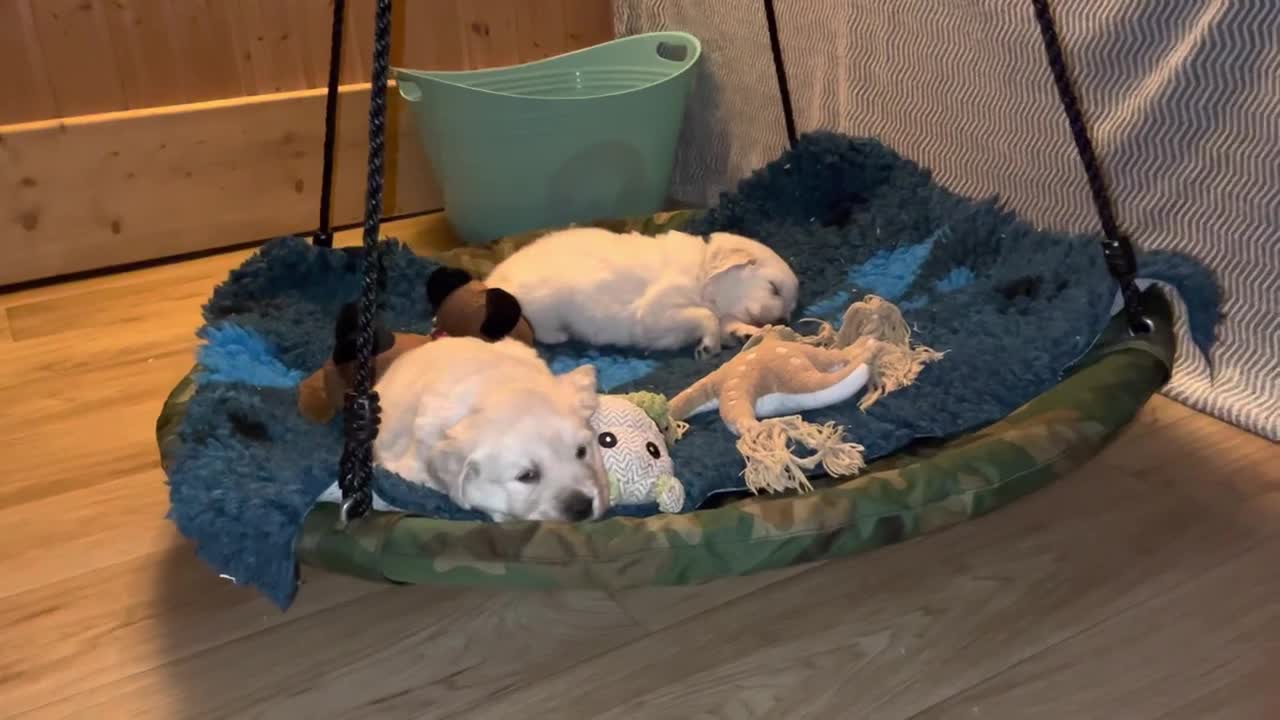 Golden Retriever puppies fell asleep while rocking๐ค๐๐๐