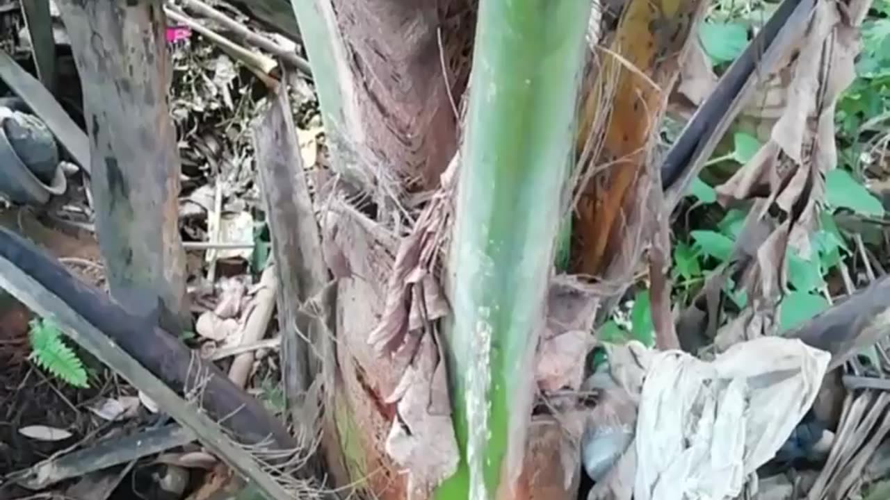 Peeing to coconut tree