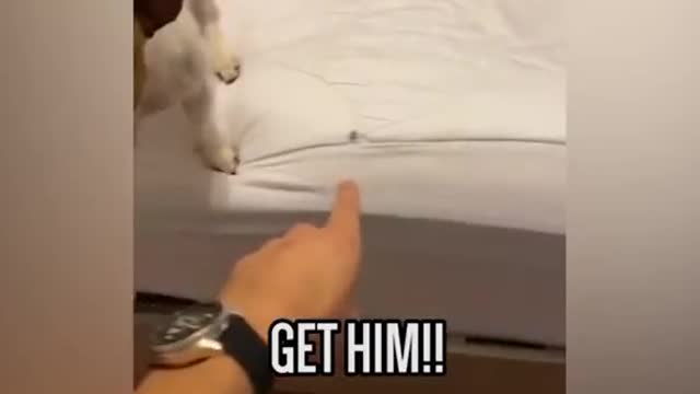 Random memes #1