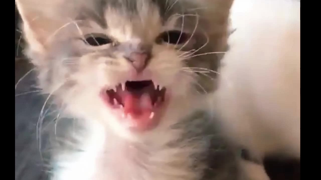 "Funny Moments of Kittens at Play"