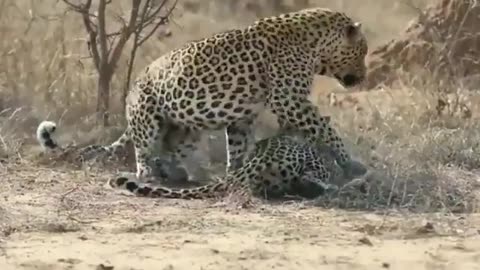 Female leopard wakes up male only to seek attention