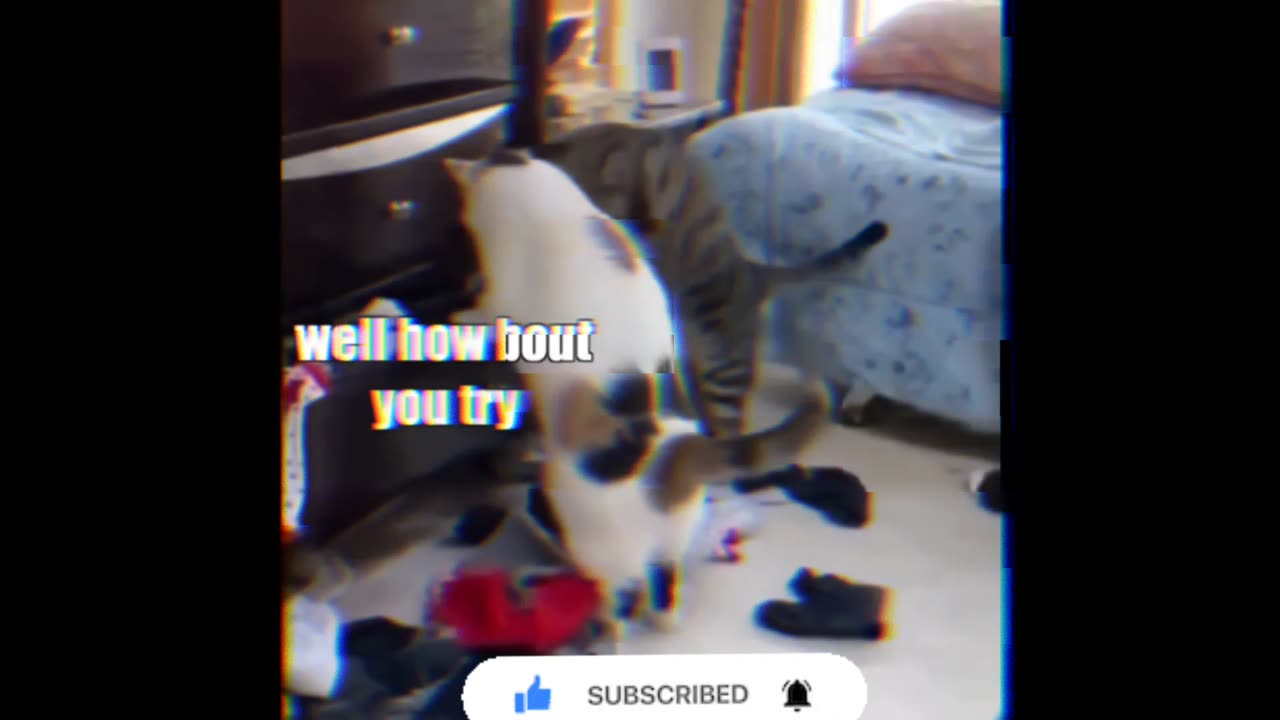 Animals funny videos 😂😂😂