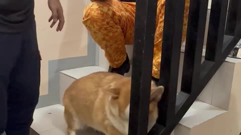 Rescuing a Corgi With His Head Stuck in the Stairs