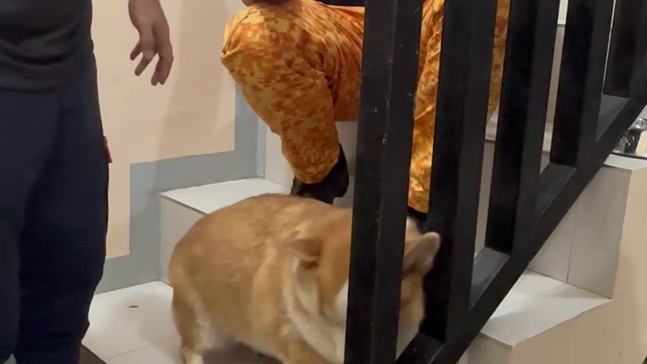 Rescuing a Corgi With His Head Stuck in the Stairs