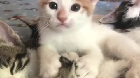 cute cat