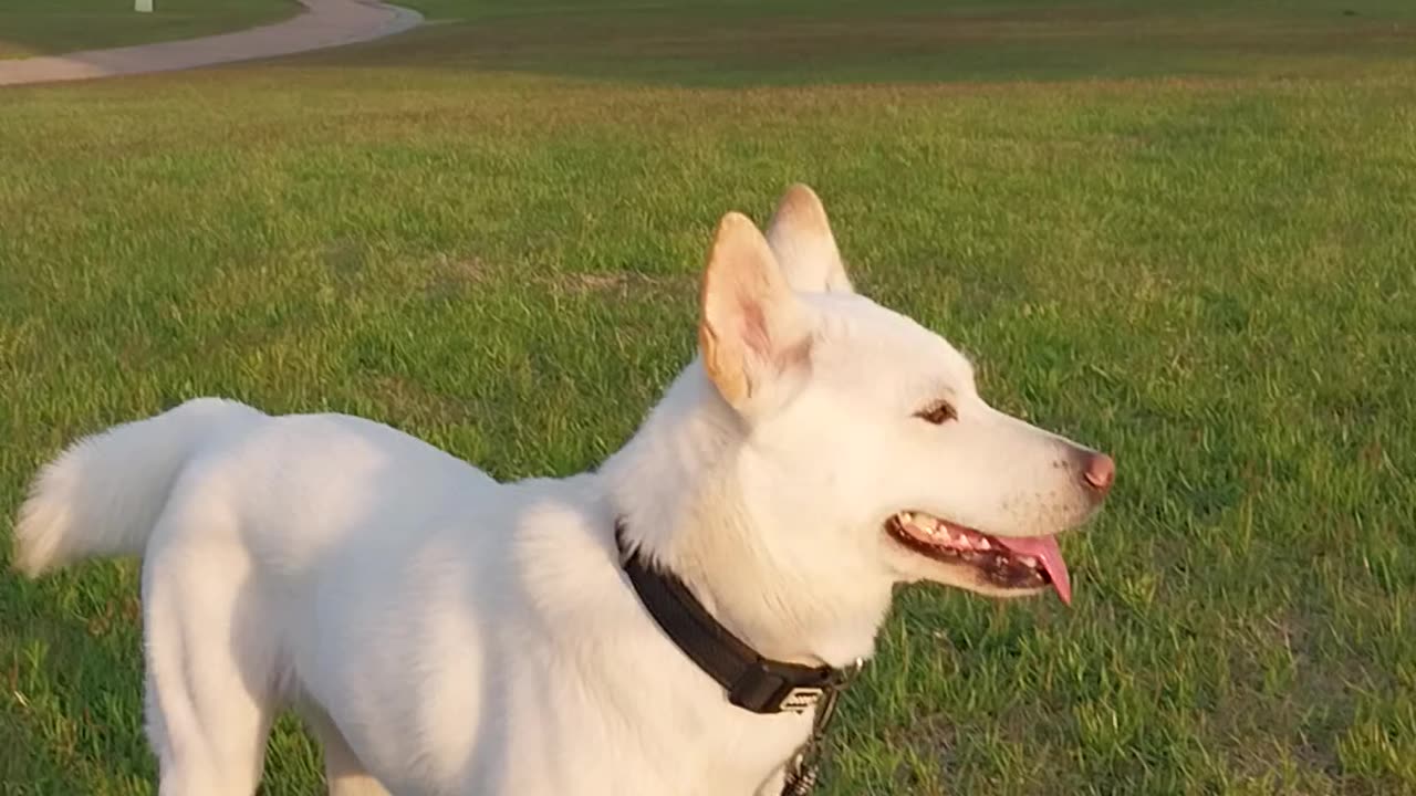 Puppy plays on ground