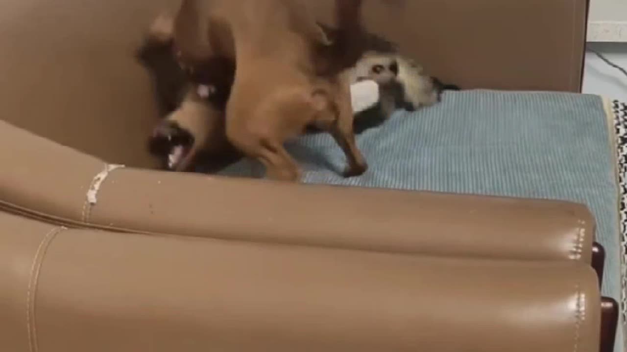 Dog & cat fight