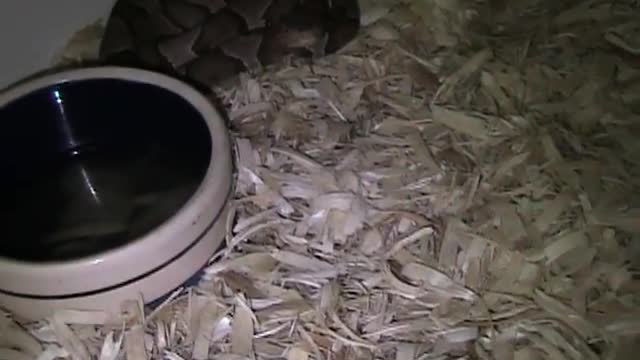 Baby Copperheads (Laticinctus)