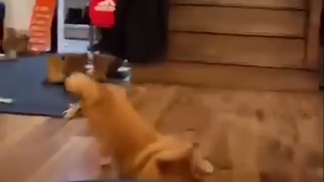 Funny Dog movement it's very funny