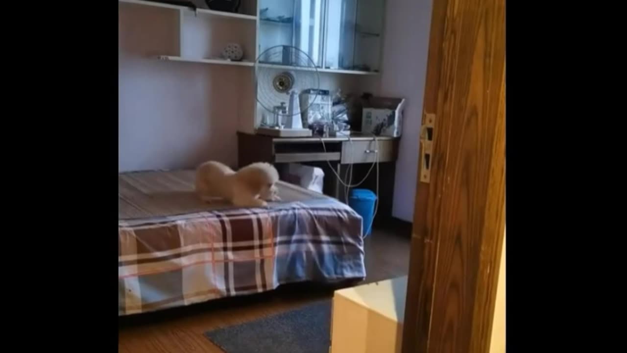 Best Funny Animal Videos Of The 2023