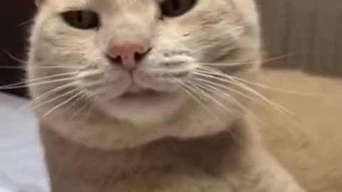Funny Cat videos 🤣🤣🤣